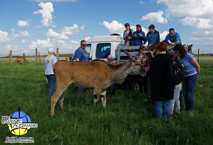 аскания нова сафари экскурсия из запорожья глобус украины